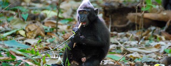 Voyage en Indonésie - Expédition à Sulawesi Nord