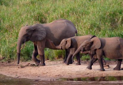 Parc National Ivindo Voyage au Gabon - La Route Ivindo