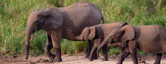 Voyage au Gabon - La Route Ivindo