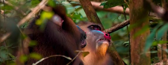 Voyage au Gabon - La Route Nyonié