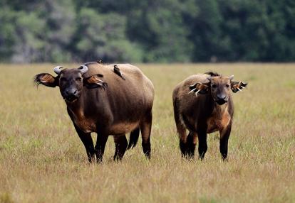 Forest buffalos staring at the observer, in Gabon's Loango National Park Voyage au Gabon - La RouteTwindi