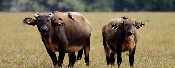 Voyage au Gabon - La RouteTwindi