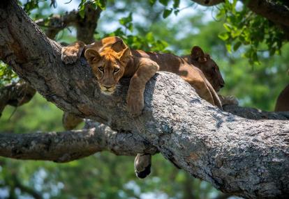 Voyage en Ouganda - Nature, Culture et rencontre avec les Primates