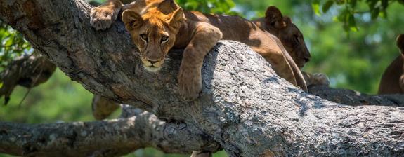 Voyage en Ouganda - Nature, Culture et rencontre avec les Primates