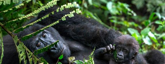 Voyage en Ouganda - Safaris et Gorilles