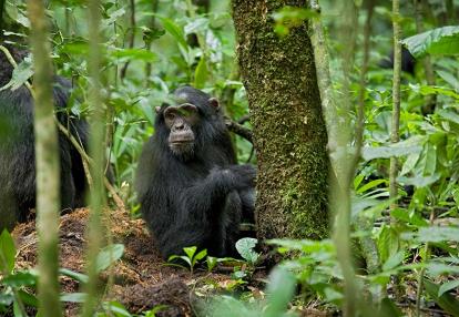 Kibale National Park, Ngogo Chimpanzee Project Combiné Ouganda & Tanzanie - Gorilles & Chimpanzés d'Ouganda et Faune de Tanzanie