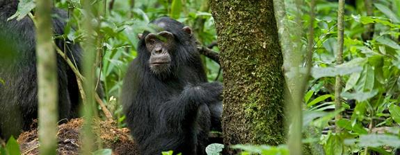 Combiné Ouganda & Tanzanie - Gorilles & Chimpanzés d'Ouganda et Faune de Tanzanie
