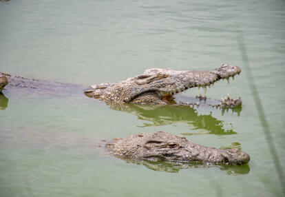 Crocodile Voyage en Côte d'Ivoire - Entre Nature Sauvage et Traditions Vivantes