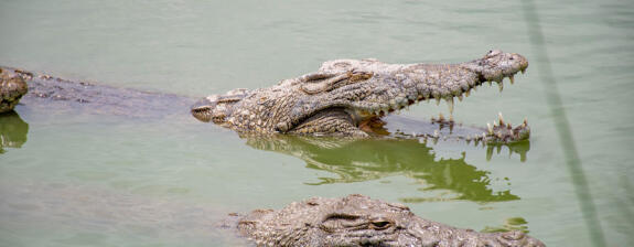 Crocodile Voyage en Côte d'Ivoire - Entre Nature Sauvage et Traditions Vivantes