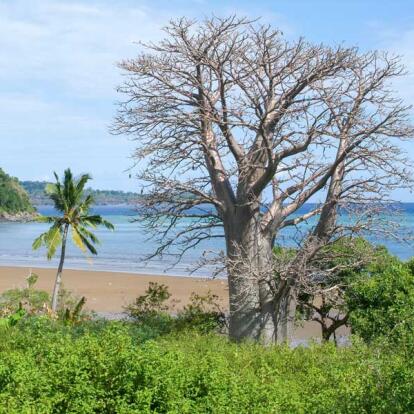 Voyage à Mayotte - Entre Baobabs & Lagunes