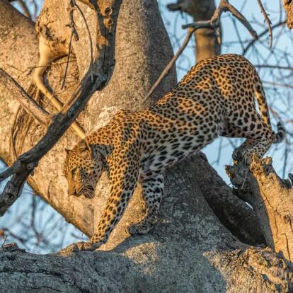 Voyage en Tanzanie - Ruaha sauvage et Mafia secrète