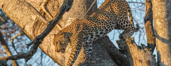 Voyage en Tanzanie - Ruaha sauvage et Mafia secrète