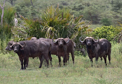 Voyage en Tanzanie - Safari à Nyerere et lagons de Zanzibar