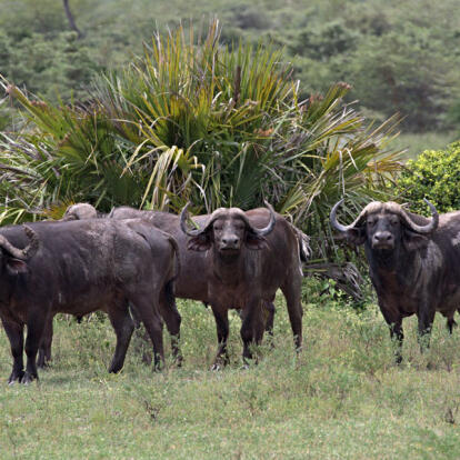 Voyage en Tanzanie - Safari à Nyerere et lagons de Zanzibar