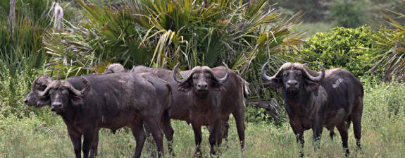 Voyage en Tanzanie - Safari à Nyerere et lagons de Zanzibar