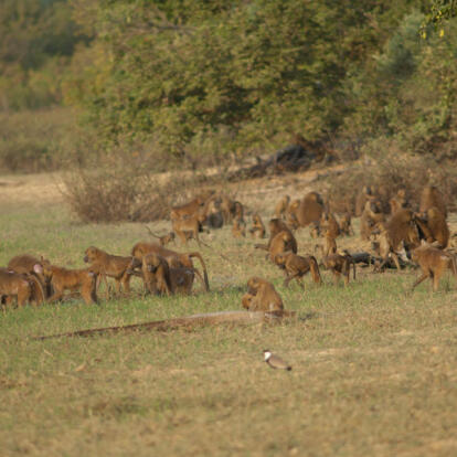 Voyage au Sénégal - Pays Bassari et Parc du Niokolo-Koba