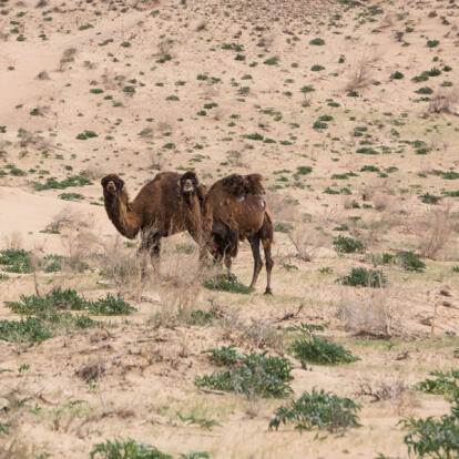 Circuit en Ouzbékistan - En famille