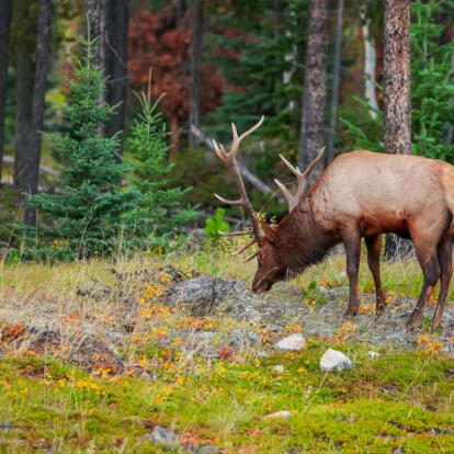 Circuit au Canada - La Grande Traversée Est - Ouest
