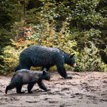 Voyage au Canada - L’Ouest en famille