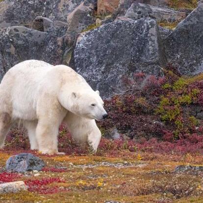 Voyage au Canada - Aurores Boréales et Ours Polaires