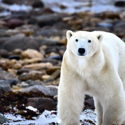 Circuit au Canada - Aurores Boréales et Ours Polaires