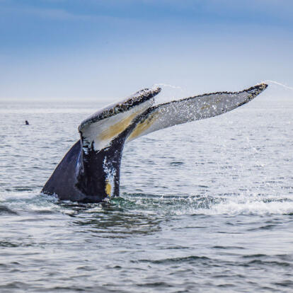 Voyage au Canada - Un Été en Ontario et au Québec