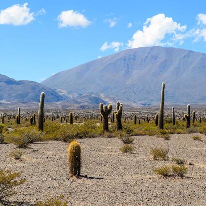 Circuit en Argentine - Buenos Aires et Nord-Ouest Argentin Insolite