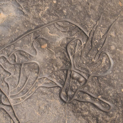 Voyage en Algérie - Fête de la Sébiba