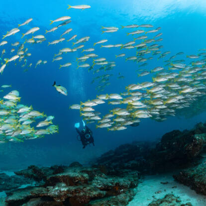 Voyage au Mexique - La Basse Californie, ses Mers & ses Déserts