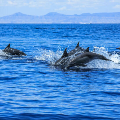 Circuit au Mexique - La Basse Californie, ses Mers & ses Déserts