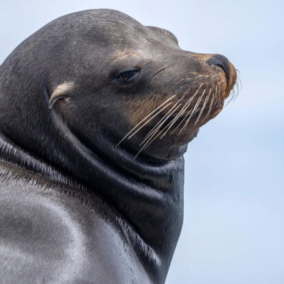 Voyage au Mexique - La Basse Californie, ses Mers & ses Déserts