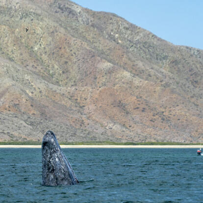 Circuit au Mexique - La Basse Californie, ses Mers & ses Déserts