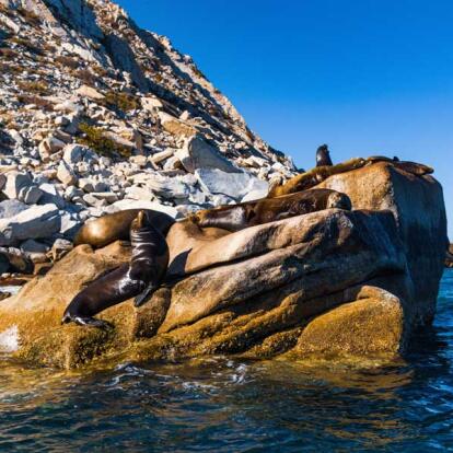 Circuit au Mexique - La Basse Californie, ses Mers & ses Déserts