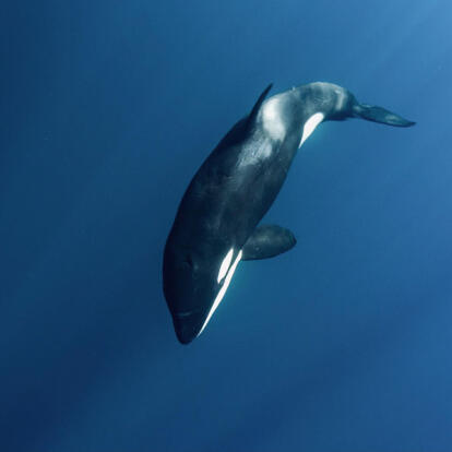Circuit au Mexique - Sur les rails du Chepe jusqu'à la mer de Cortes