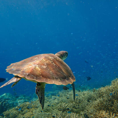 Voyage à Mayotte - Découvertes Mahoraises