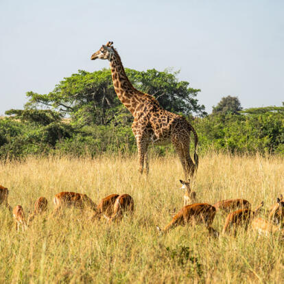 Voyage en Tanzanie - Safari à Nyerere et lagons de Zanzibar