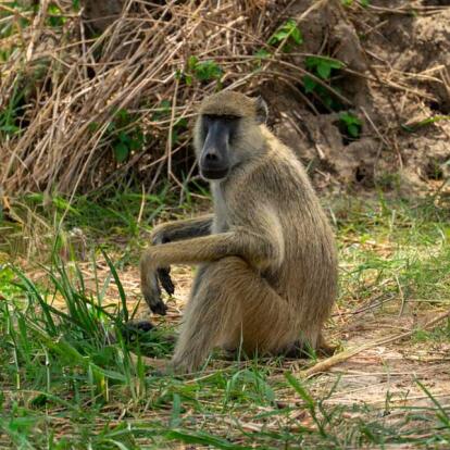 Voyage en Tanzanie - Nature sauvage du sud et Zanzibar