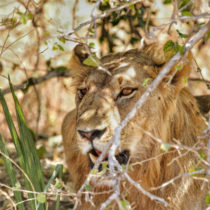 Voyage en Tanzanie - Nature sauvage du sud et Zanzibar
