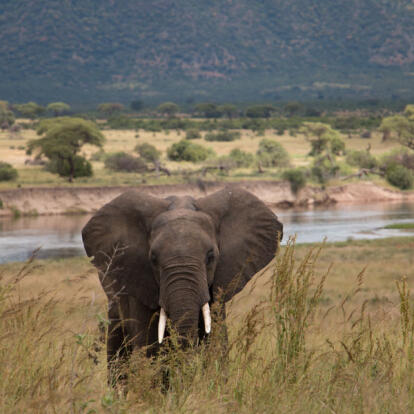 Circuit en Tanzanie - Ruaha sauvage et Mafia secrète