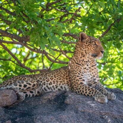 Safari en Tanzanie - Ruaha sauvage et Mafia secrète