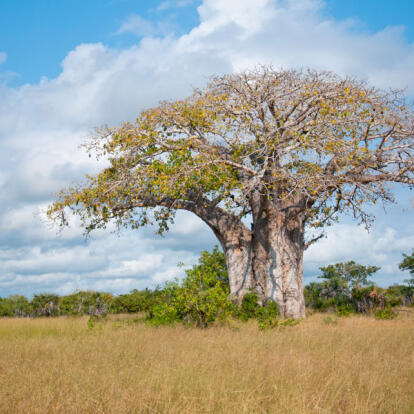 Safari en Tanzanie - Zanzibar et Saadani, entre Brousse et Océan