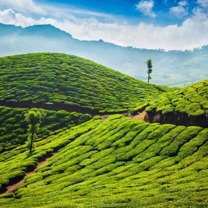 Voyage en Inde - Découverte du Kerala et Ayurveda