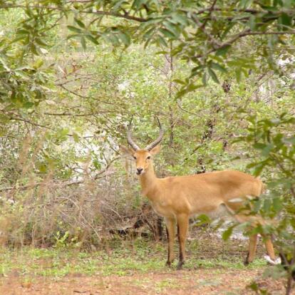 Voyage au Sénégal - Pays Bassari et Parc du Niokolo-Koba