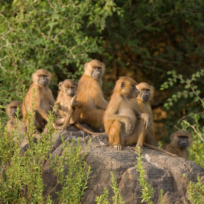 Circuit au Sénégal - Pays Bassari et Parc du Niokolo-Koba