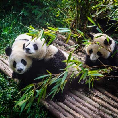 Premier voyage en Chine