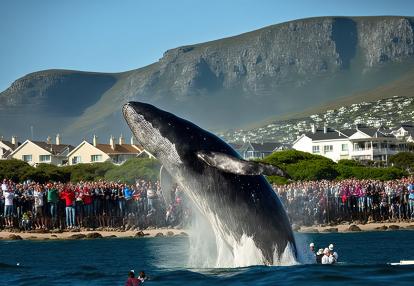 A Découvrir en Afrique du Sud - Hermanus