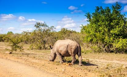 Réserve d'Hluhluwe-Imfolozi A Découvrir en Afrique du Sud - La Réserve d'Hluhluwe-Imfolozi