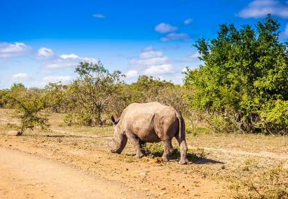 A Découvrir en Afrique du Sud - La Réserve d'Hluhluwe-Imfolozi