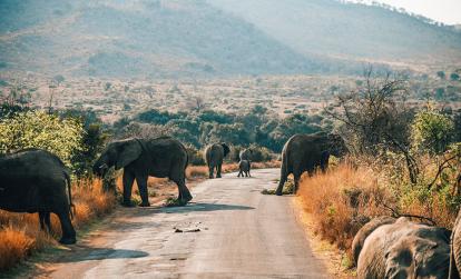 Le Parc National de Pilanesberg A Découvrir en Afrique du Sud - Le Parc National de Pilanesberg