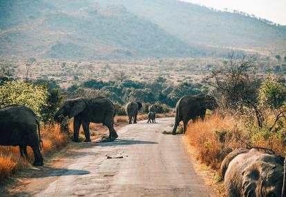 A Découvrir en Afrique du Sud - Le Parc National de Pilanesberg